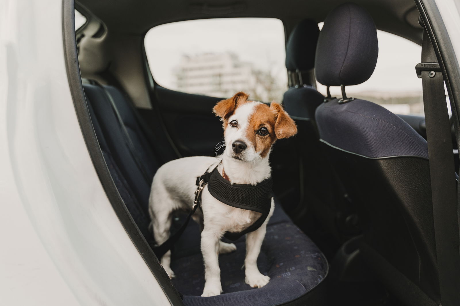 Never leave pets unattended in a parked car when the temperature is near or above 70 degrees.