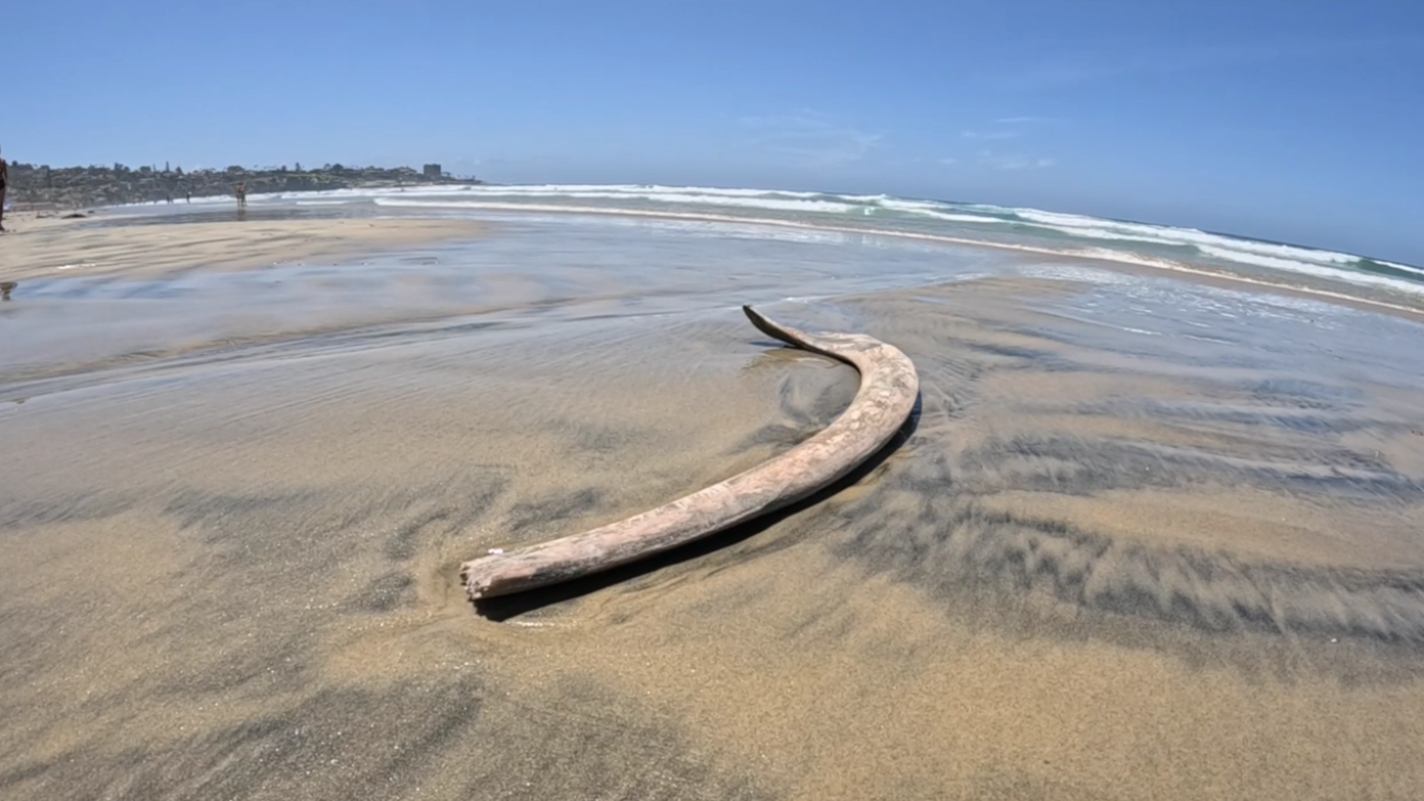 <i>KGTV via CNN Newsource</i><br/>A piece of bone in the vicinity of where a whale carcass washed up on a La Jolla beach the morning of May 14.