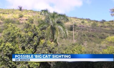 Officials urge caution after reports of a large animal near the University of Hawaii at Manoa.