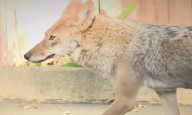 The California Department of Fish and Wildlife has a new proposal aimed at curbing coyote killings is drawing mixed reactions.