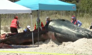 A male sperm whale washed ashore on Hilton Head Island over the weekend and drew dozens of onlookers to Coligny Beach days later. Crews worked throughout Monday to conduct a necropsy and bury the massive marine mammal's feet beneath the sand.