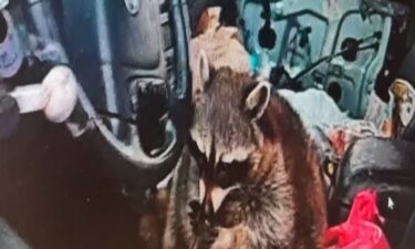 Shocking body camera video from an Ohio traffic stop shows a raccoon with a methamphetamine pipe. Police said it happened May 5 in Summit County