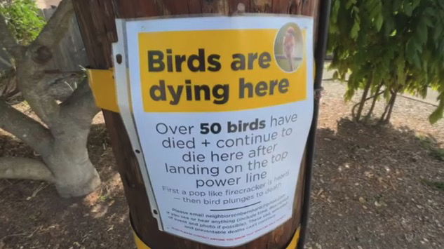 <i>KPIX via CNN Newsource</i><br/>The California Department of Fish and Wildlife has confirmed they received two dead birds from Pacific Gas & Electric for evaluation