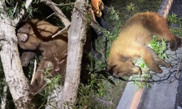 Police officers "treed" the bear