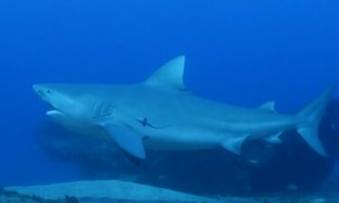 Researchers on Cape Cod are using "shark spy technology" again this summer to monitor the movements of sharks and help keep people safe in the waters off Massachusetts.