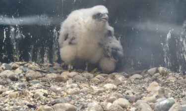 Three Peregrine falcon chicks that recently hatched in Mount Clemens