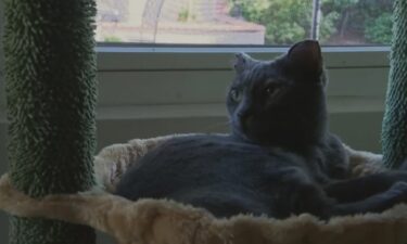Lounging by the window in her cat condo