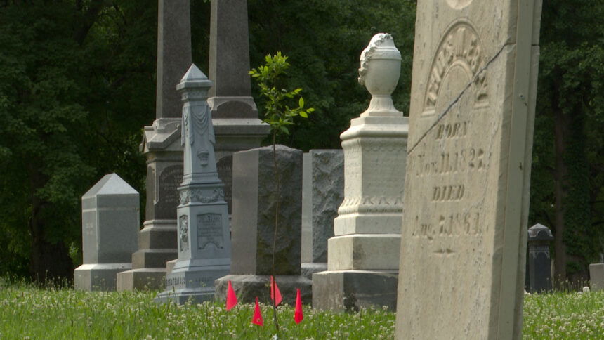 One of the brand-new baby trees is growing among the gravestones.