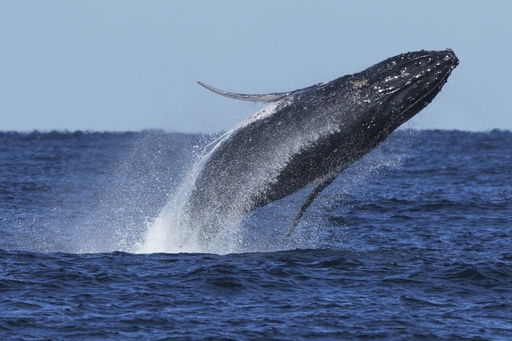 FILE - A humpback whale breaches off the coast of Port Stephens