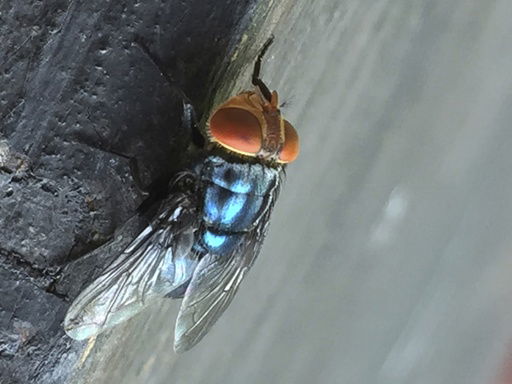 An adult New World screwworm fly sits at rest in this undated photo. (Denise Bonilla/U.S. Department of Agriculture via AP)