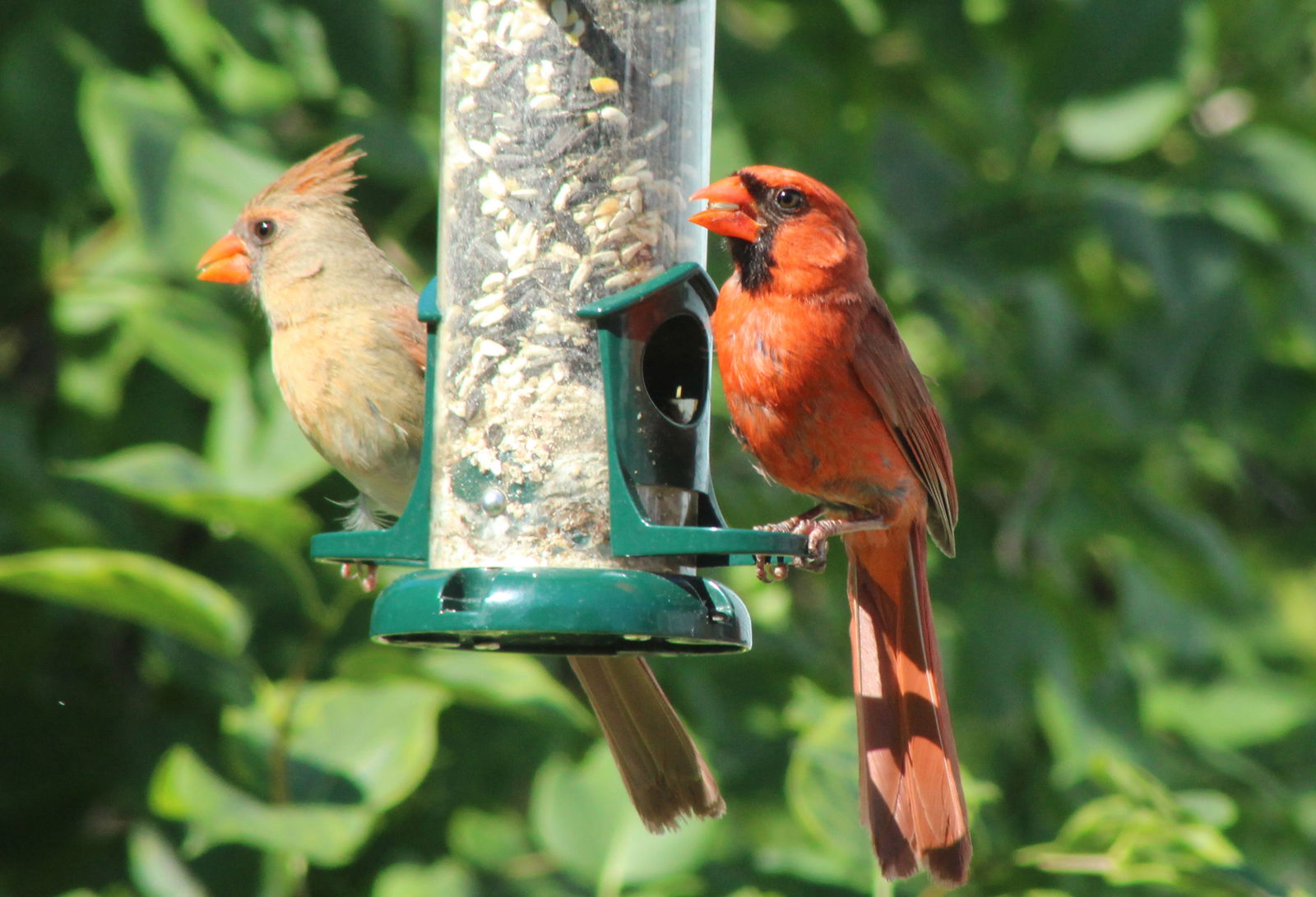 Bird feeders allow homeowners to enjoy wildlife in their backyard. But they may also attract unwanted predators, says K-State wildlife expert Drew Ricketts.
