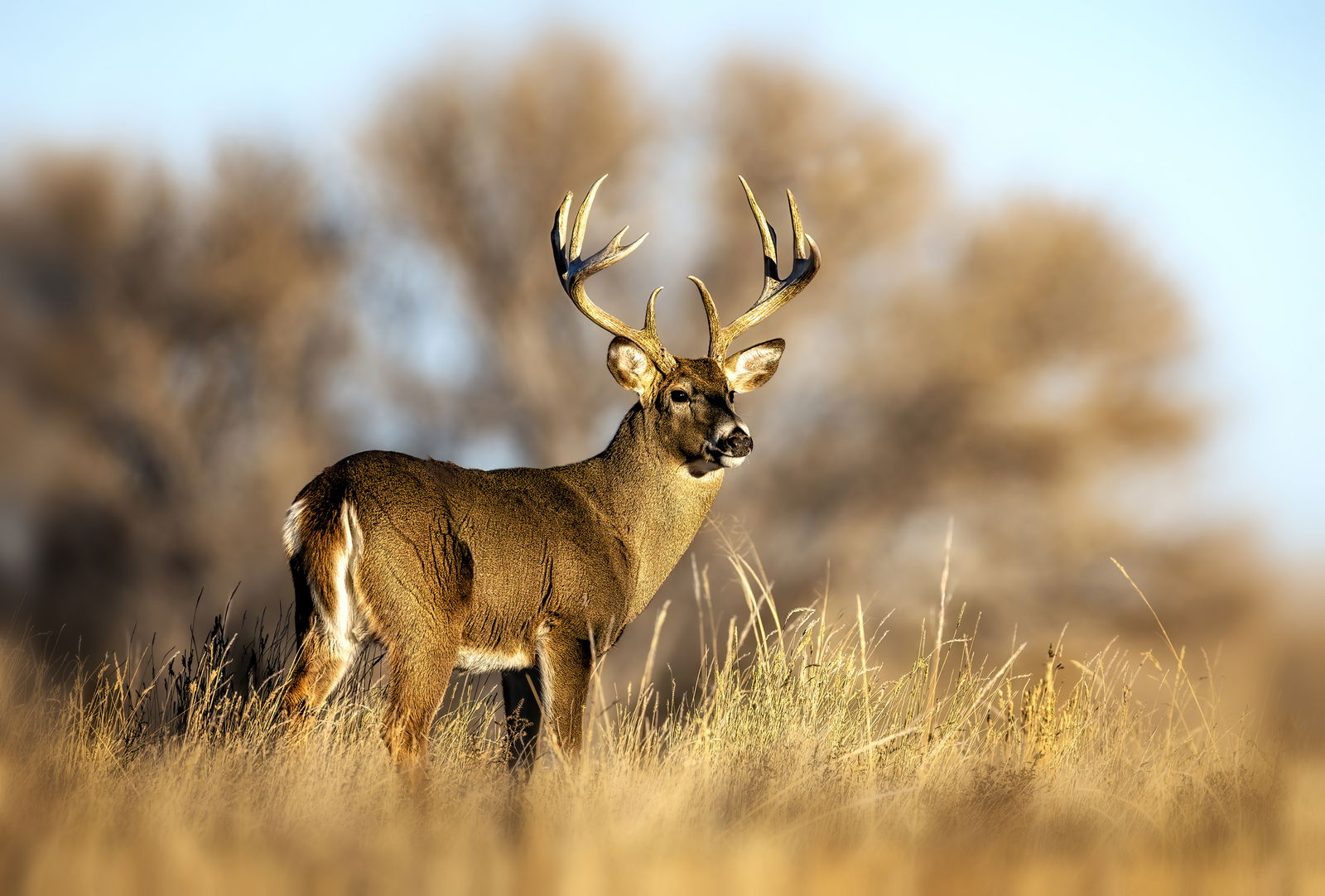 A deer stands in a field.