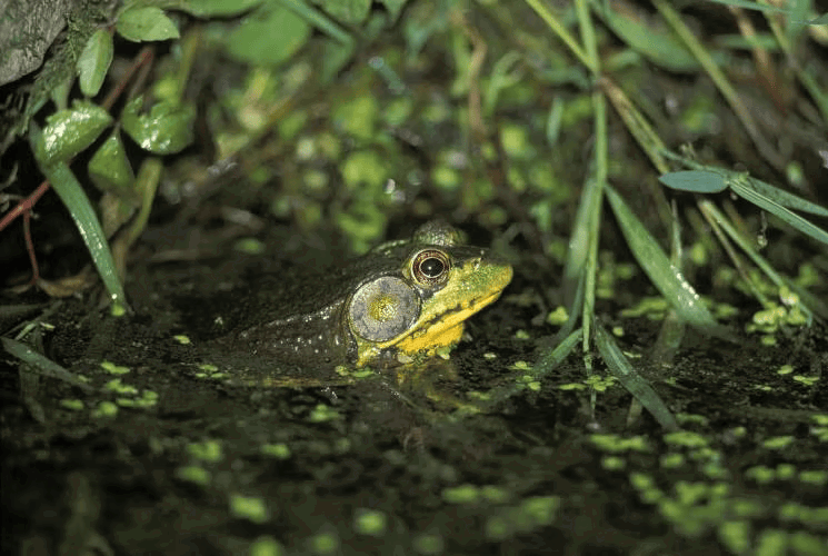 Go frogging for green frogs (pictured) and bullfrogs during Missouri’s frogging season, June 30 through Oct. 31.