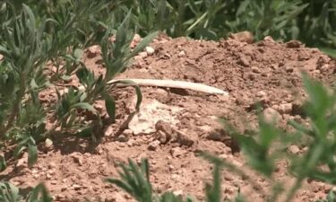 Dozens of dead dogs — some still wearing collars — have been discovered in a secluded area near the Logan landfill