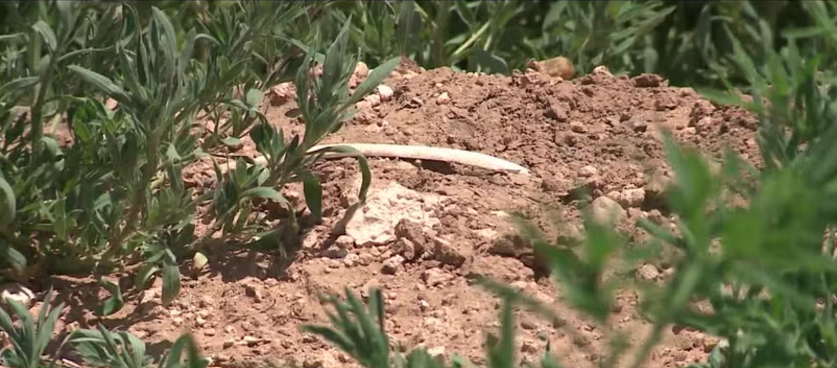 <i>KOAT via CNN Newsource</i><br/>Dozens of dead dogs — some still wearing collars — have been discovered in a secluded area near the Logan landfill