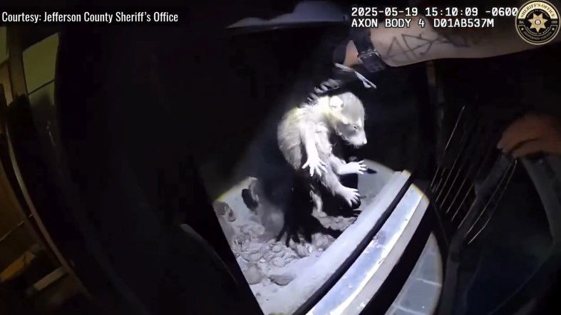 <i>Courtesy Jefferson County Sheriff’s Office/KRDO via CNN Newsource</i><br/>A Jefferson County homeowner found more than just firewood in their wood-burning stove last month – they discovered it had become a makeshift home for a mother raccoon and her four babies!