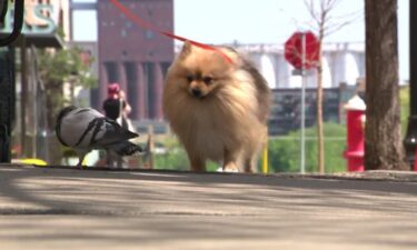 Screech the pigeon and Flash the dog have become unlikely friends.