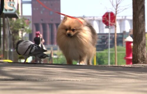 Screech the pigeon and Flash the dog have become unlikely friends.
