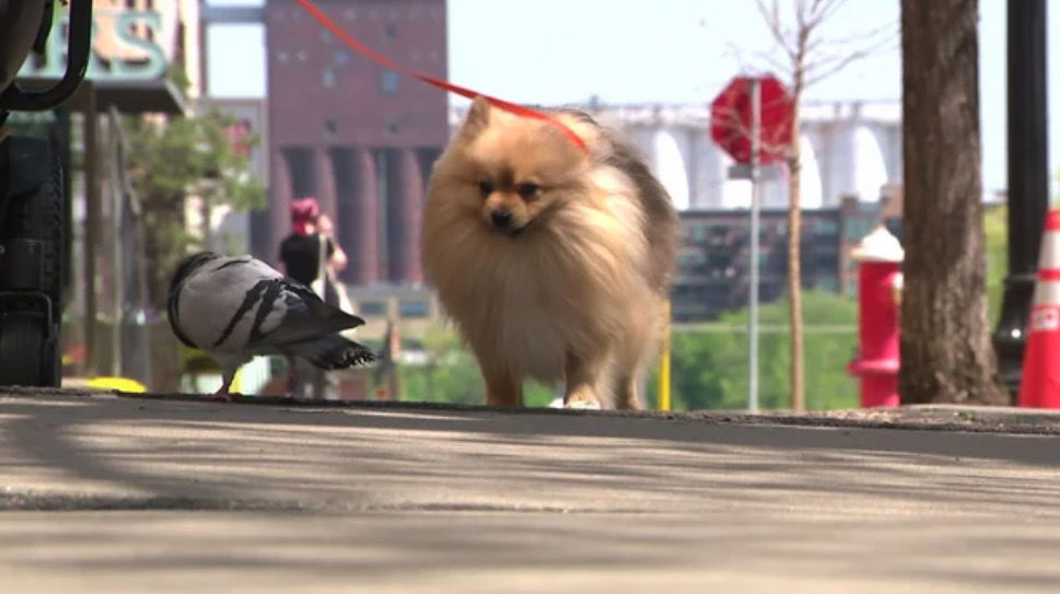 <i>WCCO via CNN Newsource</i><br/>Screech the pigeon and Flash the dog have become unlikely friends.