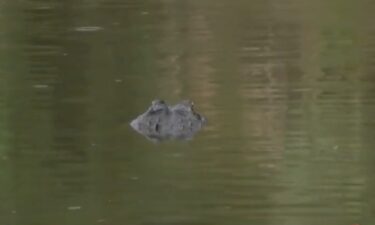 The woman who died after an alligator attack in May was bitten in the torso after being knocked into the water from a canoe