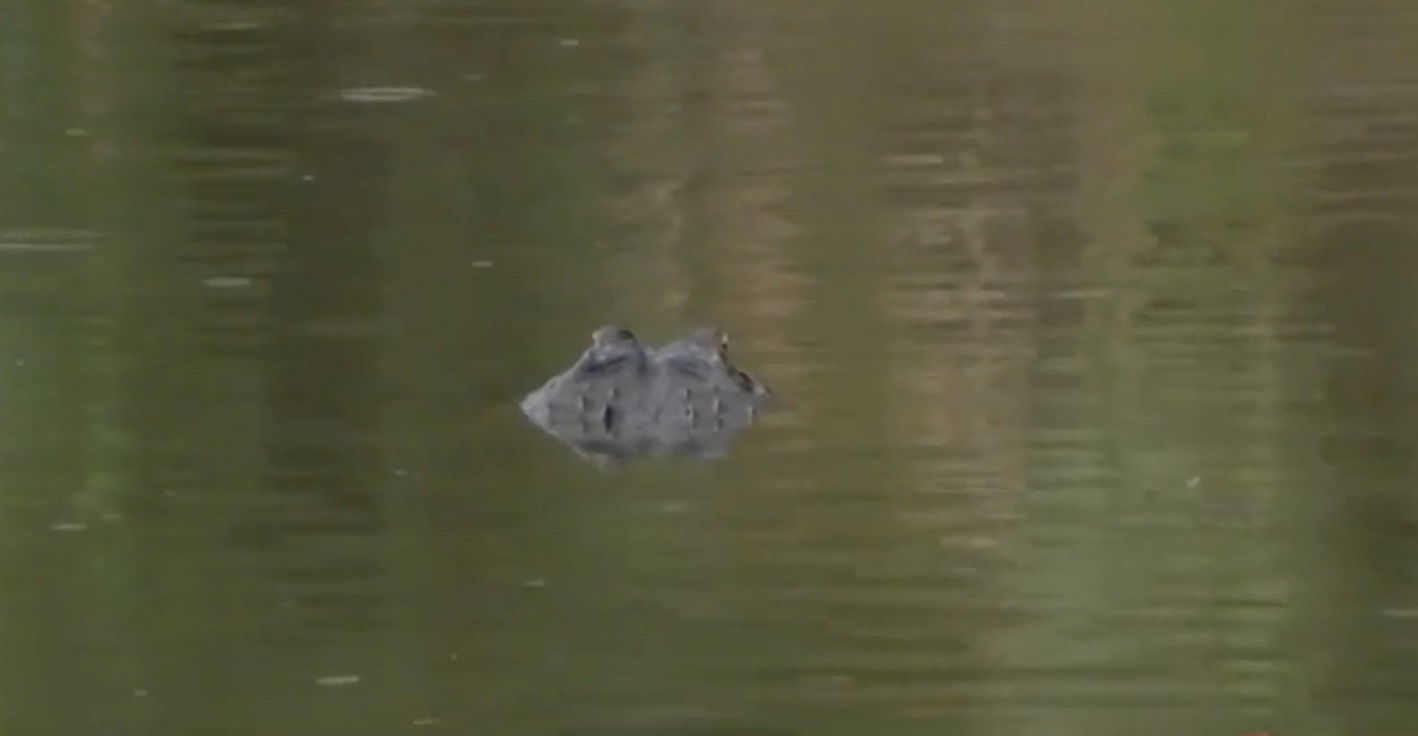 <i>WESH via CNN Newsource</i><br/>The woman who died after an alligator attack in May was bitten in the torso after being knocked into the water from a canoe