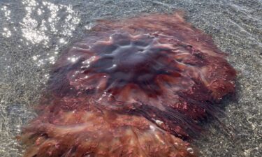 A large lion's mane jellyfish washed ashore in South Portland over the weekend. City officials say the nearly 5-foot-wide jellyfish was spotted at Willard Beach