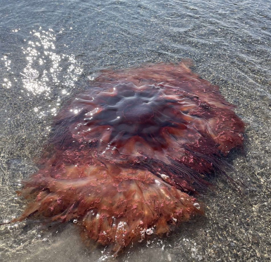 <i>City of South Portland via CNN Newsource</i><br/>A large lion's mane jellyfish washed ashore in South Portland over the weekend. City officials say the nearly 5-foot-wide jellyfish was spotted at Willard Beach