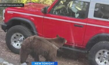 The California Department of Fish and Wildlife says it has euthanized a bear that is a known danger in the South Lake Tahoe area.