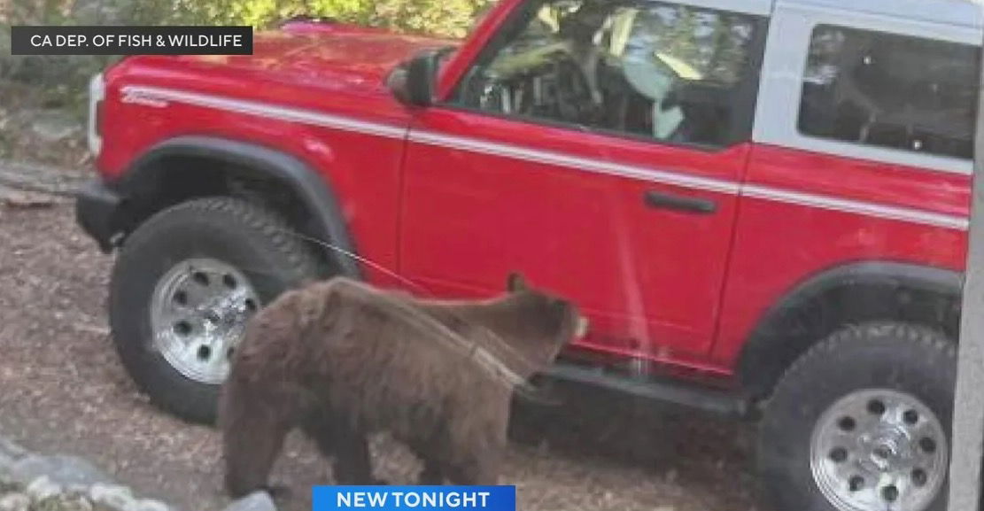 <i>California Department of Fish & Wildlife via CNN Newsource</i><br/>The California Department of Fish and Wildlife says it has euthanized a bear that is a known danger in the South Lake Tahoe area.