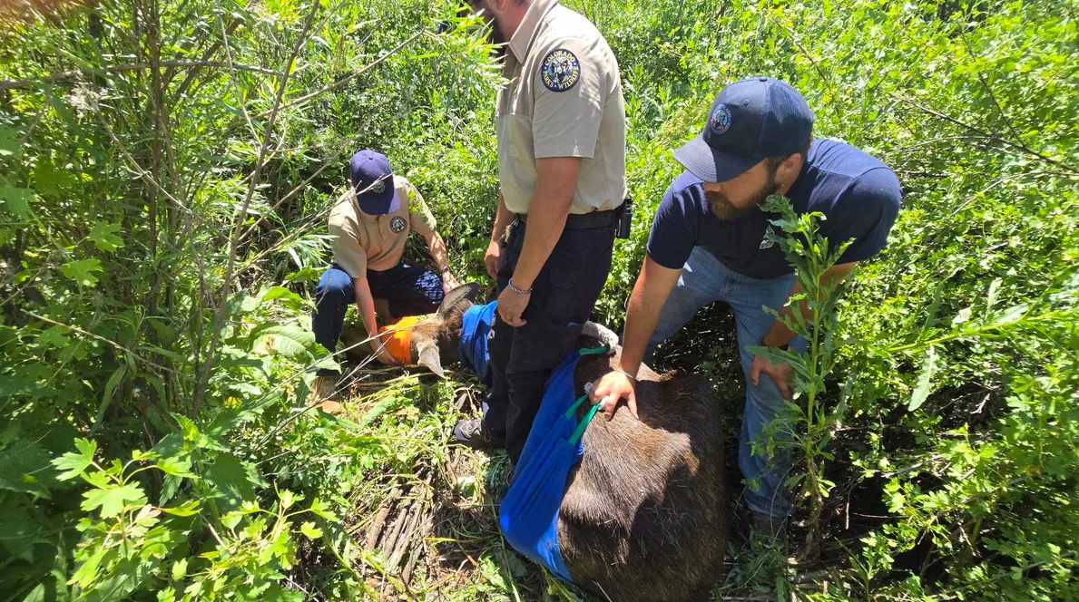 <i>Colorado Parks and Wildlife via CNN Newsource</i><br/>