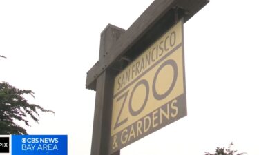 Mayor Daniel Lurie has joined a growing chorus of voices calling for new leadership at the San Francisco Zoo