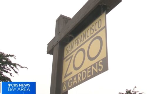 Mayor Daniel Lurie has joined a growing chorus of voices calling for new leadership at the San Francisco Zoo