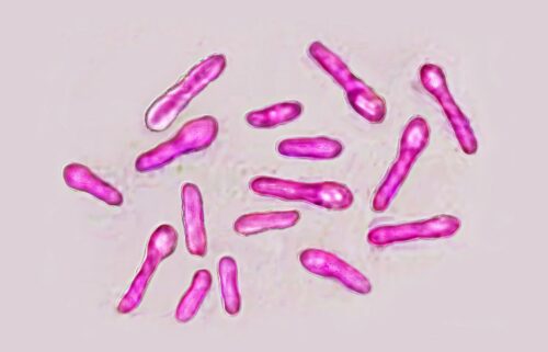 Clostridium botulinum bacteria (botulism bacillus) secretes a very powerful toxin (botox)