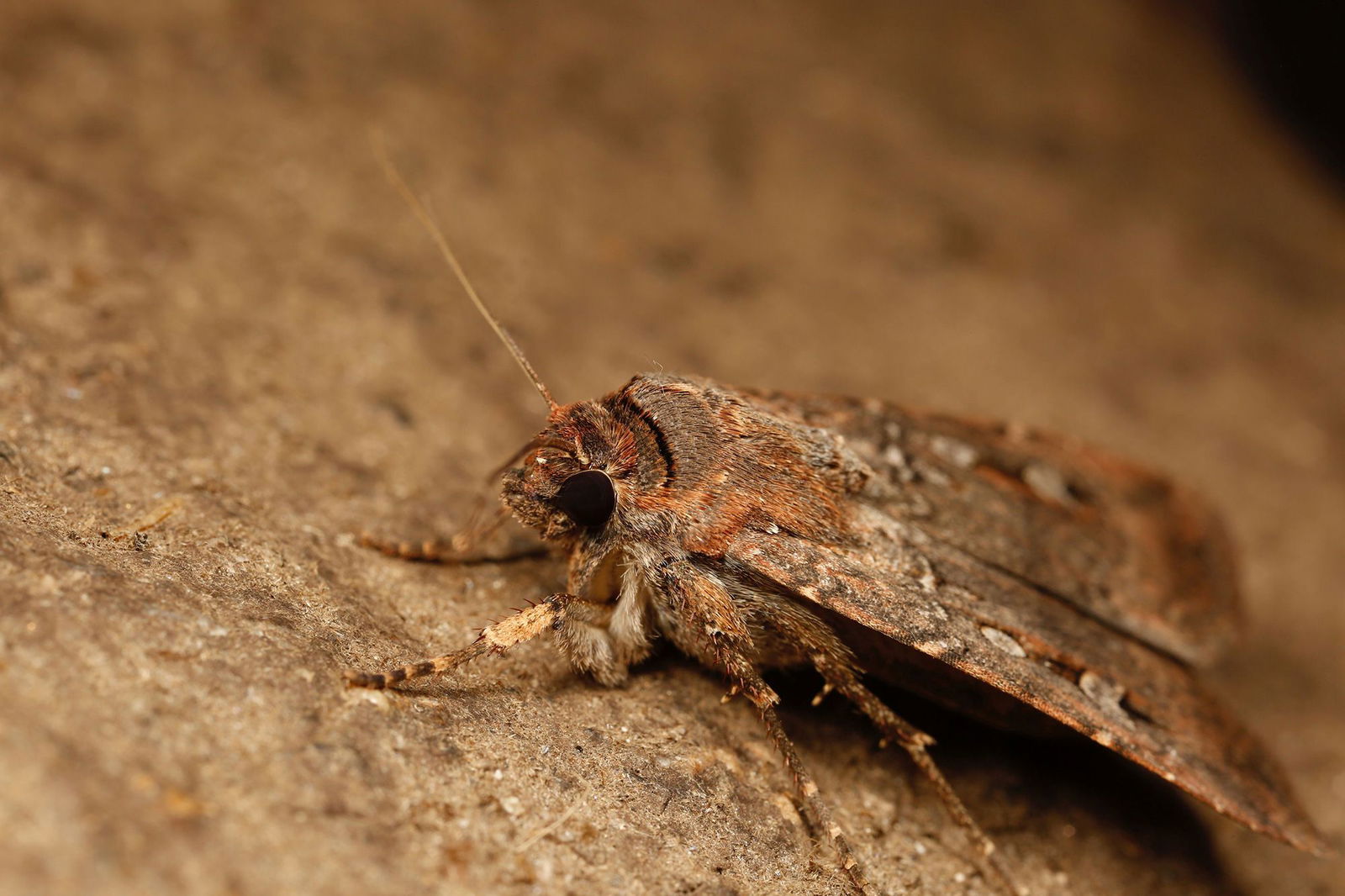 <i>Ajay Narendra via CNN Newsource</i><br/>The nocturnal Bogong moth makes an epic journey to cool caves in the Australian Alps
