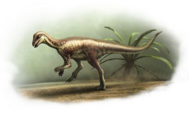 The skull was missing from the skeleton