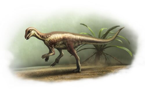The skull was missing from the skeleton