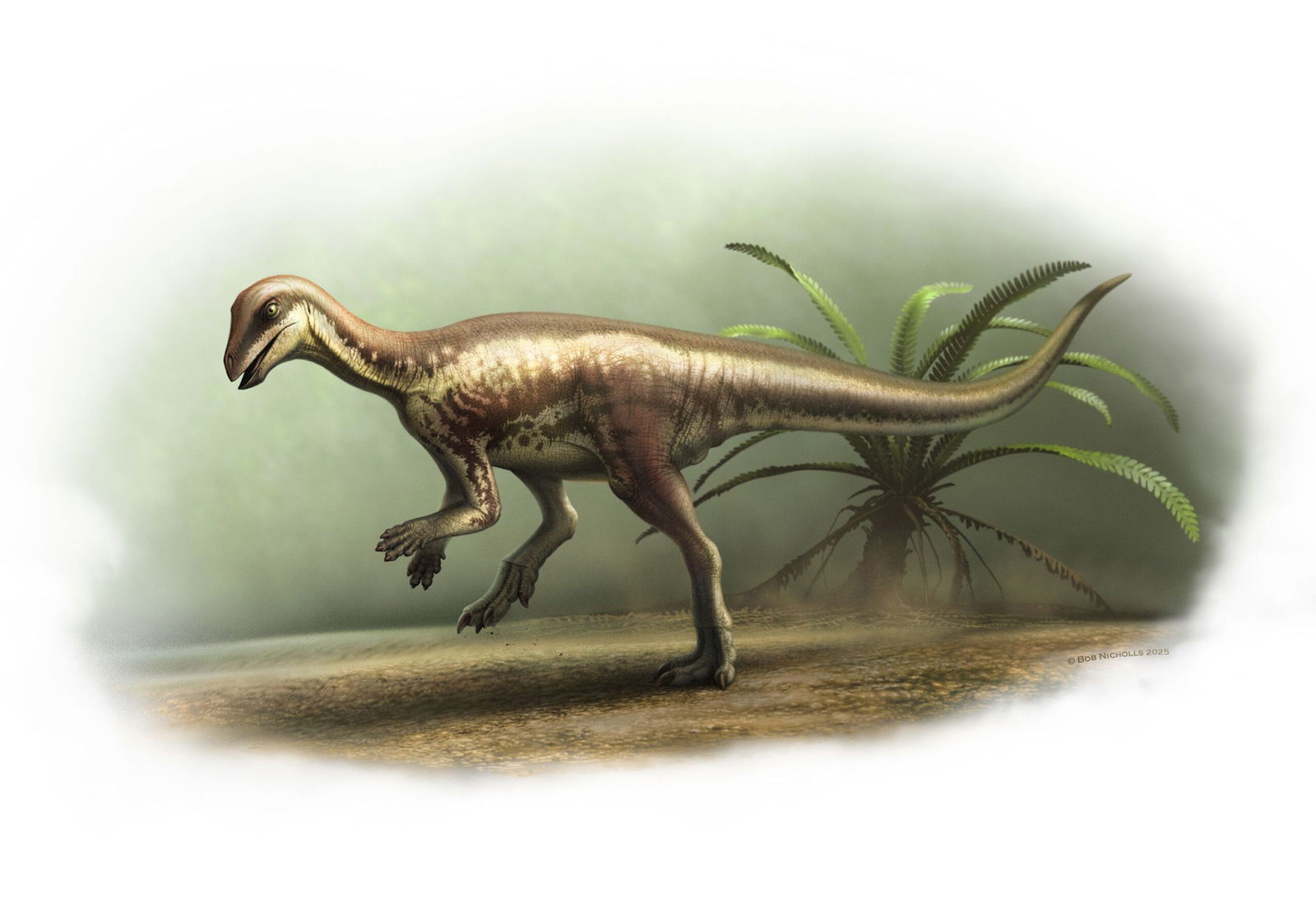 <i>Lucie Goodayle/Trustees of the Natural History Museum via CNN Newsource</i><br/>The skull was missing from the skeleton