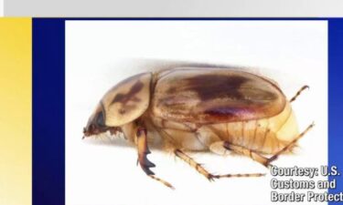 Agriculture specialists with U.S. Customs and Border Protection intercepted 'first in nation' pests from different shipments at the Pharr International Bridge in recent weeks