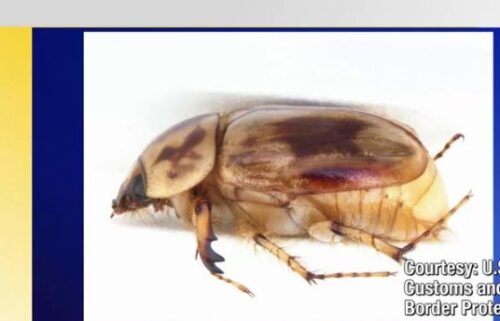 Agriculture specialists with U.S. Customs and Border Protection intercepted 'first in nation' pests from different shipments at the Pharr International Bridge in recent weeks