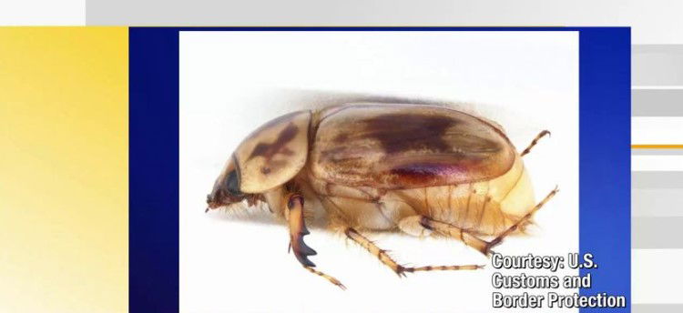 <i>Courtesy U.S. Customs and Border Control/KRGV via CNN Newsource</i><br/>Agriculture specialists with U.S. Customs and Border Protection intercepted 'first in nation' pests from different shipments at the Pharr International Bridge in recent weeks
