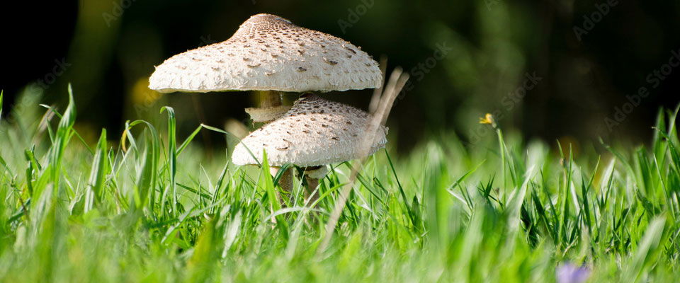If mushrooms in a lawn are a nuisance, homeowners can pick and dispose of them as soon as they appear, says K-State horticulture expert Cynthia Domenghini.