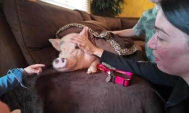 Health officials are threatening to take her away because they say it's illegal to have a pet pig in New York City.