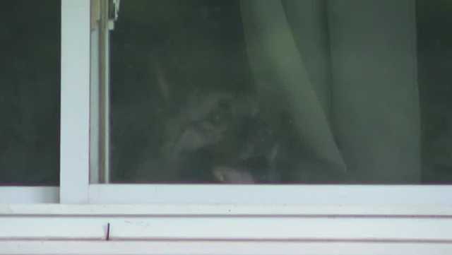 <i>WTAE via CNN Newsource</i><br/>The dogs