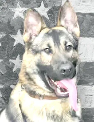 K9 Horus