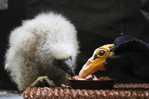 A lesser yellow-headed vulture that hatched three weeks ago is being fed by using a puppet that imitates a parent bird at the zoo in Prague