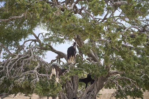 Goats climb and feed on an argan tree in Essaouira