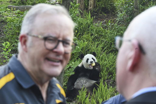 Australia Prime Minister Anthony Albanese reacts as he attends a zoo with retired Adelaide Zoo panda Fu Ni at a park in Chengdu