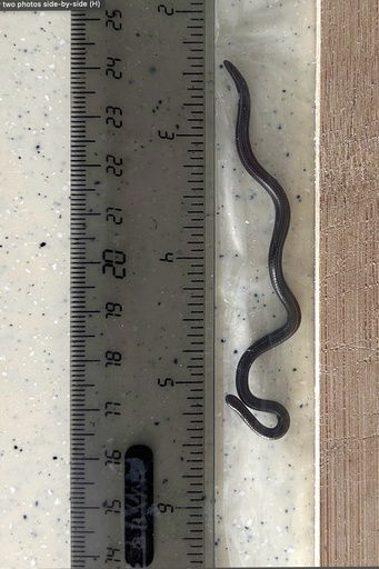 This photo provided by Re:wild shows the Barbados threadsnake next to a ruler