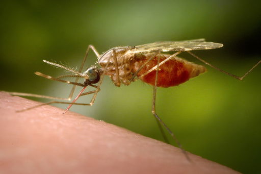 FILE - This 2014 photo made available by the U.S. Centers for Disease Control and Prevention shows a feeding female Anopheles funestus mosquito. (James Gathany/CDC via AP