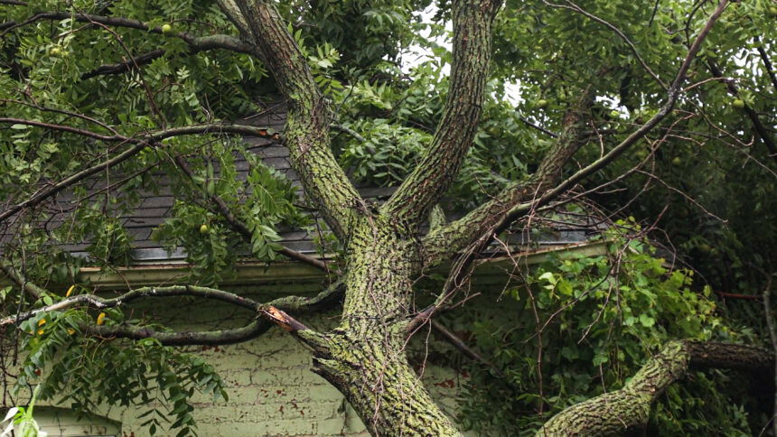 DOWNED TREES 2
